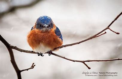 bluebird